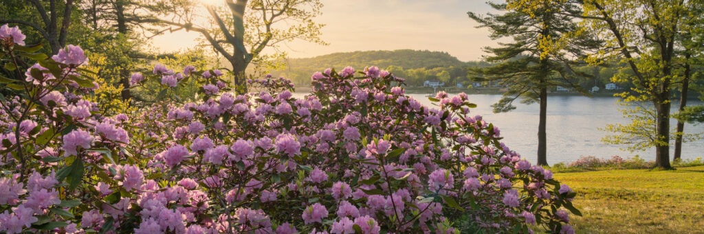 Pink rhododendron flowers in full bloom create a serene setting for the mental health retreat in Boston, with a scenic lake and lush green trees in the background. As the sun sets, it casts a warm glow over this tranquil landscape.